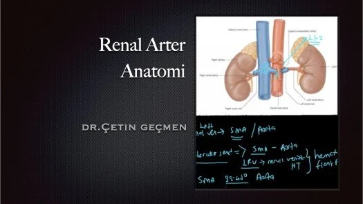 ⁣Renal Arter Anatomi