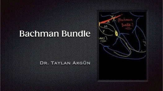 Bachman Bundle